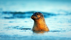 Atlantic Grey Seal, Halichoerus grypus, portrait in the dark blue water wit morning sun, animal swimming in the ocean waves, Helgoland island, Germany